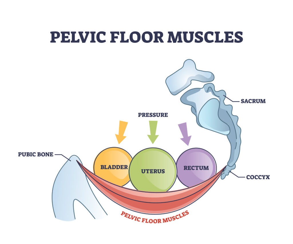 Diagram of the pelvic floor muscles supporting the bladder, uterus and rectum