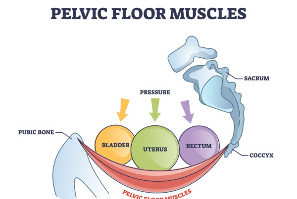 Diagram of the pelvic floor muscles supporting the bladder, uterus and rectum